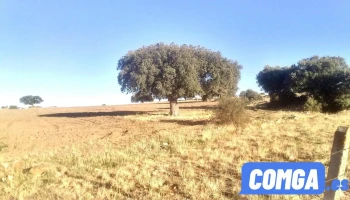 Diego del Carpio - Ávila