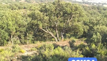 Torlengua - Torlengua