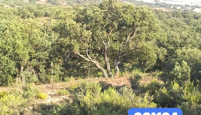 Torlengua - Torlengua